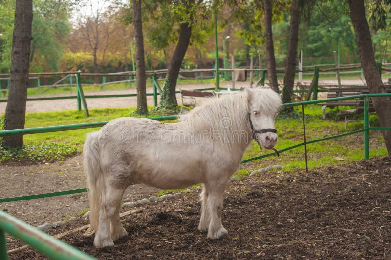 White Miniature Horse. Outdoors Stock Photo Image of nature, rural