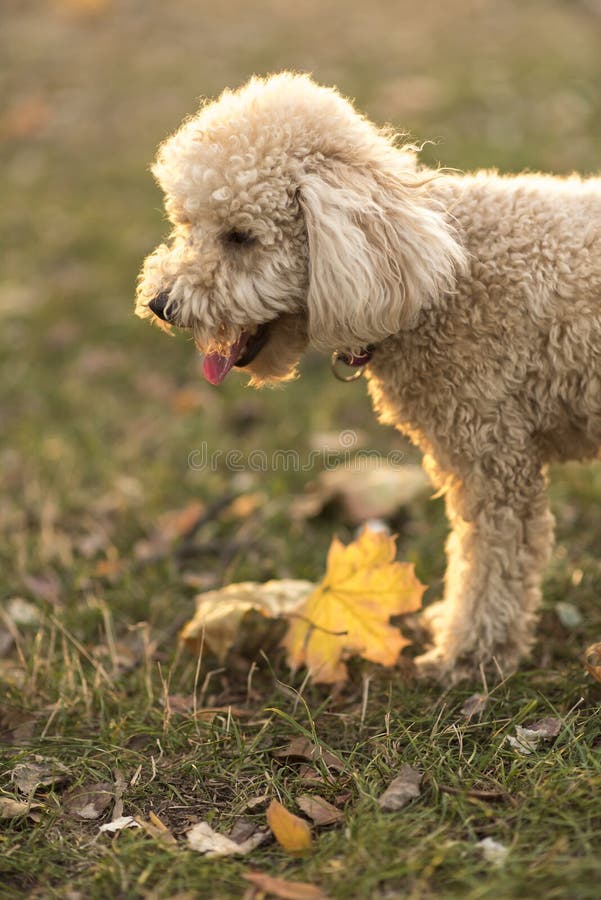 White miniature poodle, sunset in a park royalty free stock image White miniature poodle, sunset in a park royalty free stock image