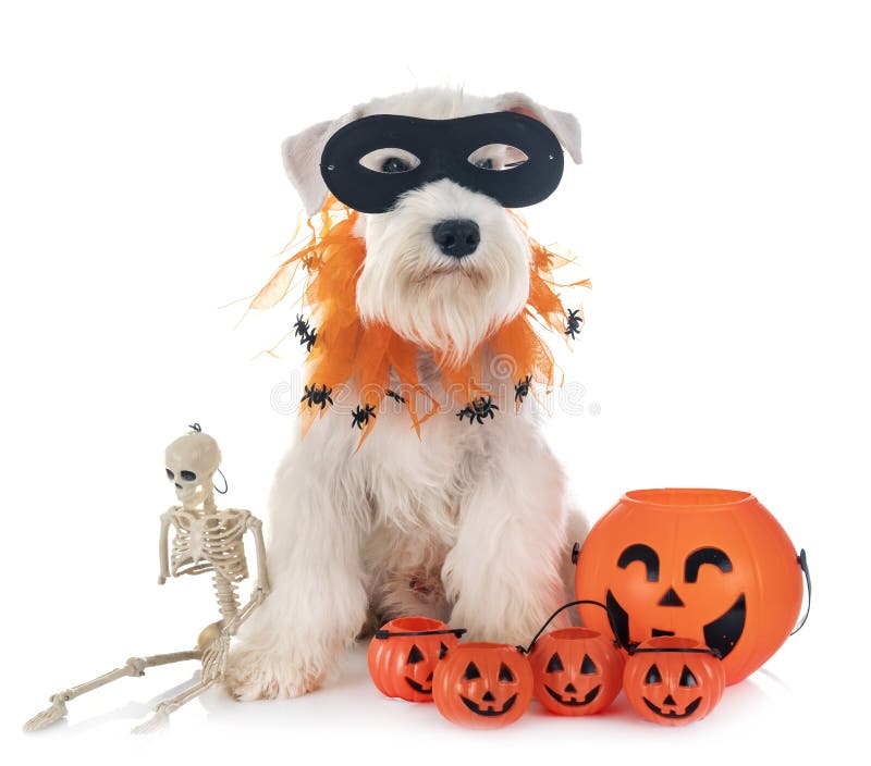 schnauzer halloween