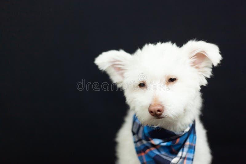 107 Black Japanese Spitz Photos Free Royalty Free Stock Photos From Dreamstime