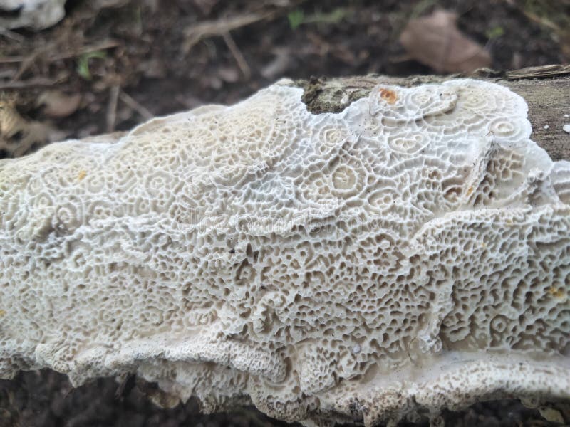 The White Mold of Rotten Trees Has a Distinct Pattern and a Hard Mold