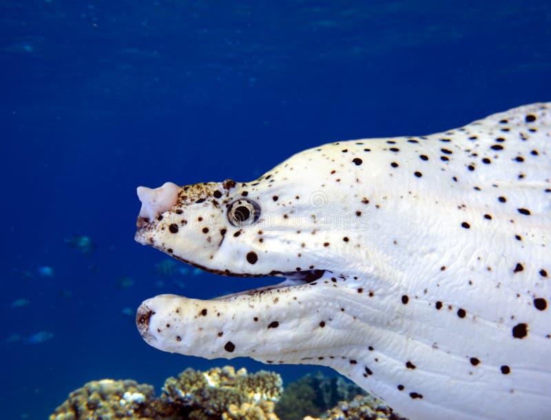 White Eye Moray Eel with Cleaner Pipe Fish Stock Image Image of white