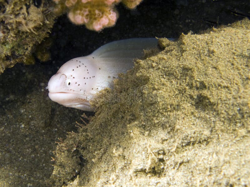 White moray eel macro stock photo. Image of nature, white 10645846
