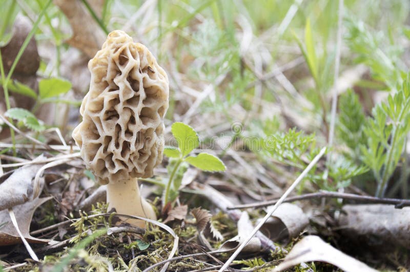 White Morel Mushroom stock image. Image of grey, rare 60998843