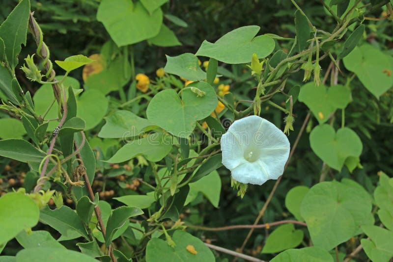 WHITE MORNING GLORY FLOWER. Stock Image Image of botanical, weed 98634413