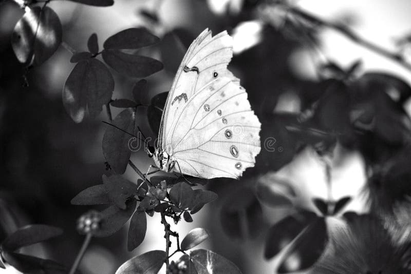 Morpho Polyphemus, the White Morpho, White Butterfly of Mexico and