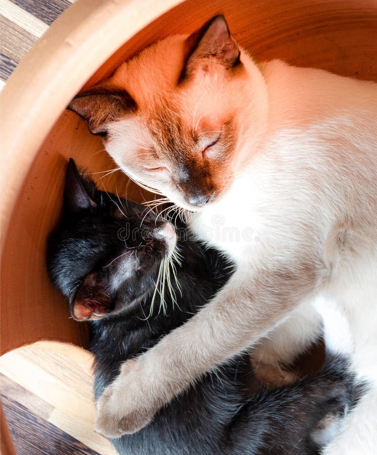 С днем матери котики