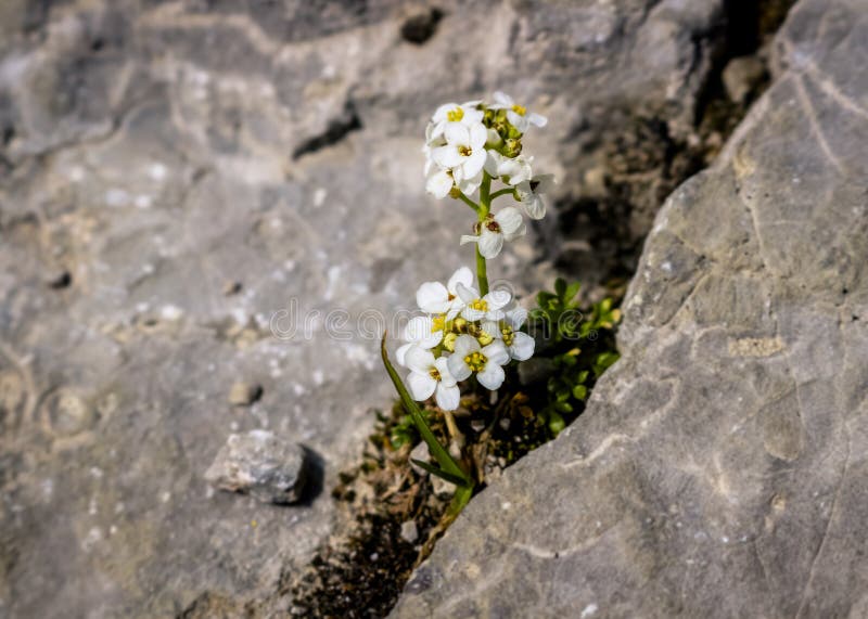 Flowers Growing through the Cracks Stock Photo Image of blossom