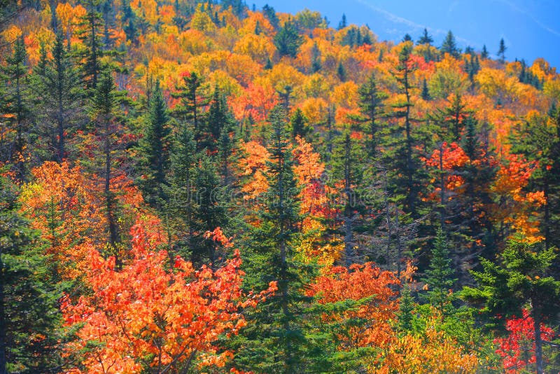 White Mountain National Forest Stock Photo Image of beautiful, green