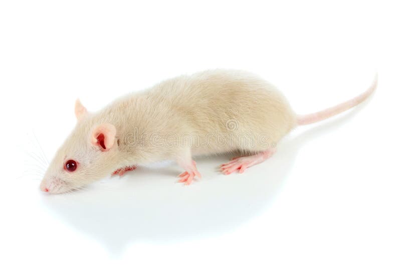 Mouse stock photo. Image of white, pets, small, animal 13952554