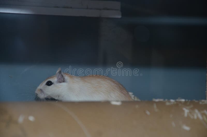 White Mouse, White Mouse Crawling on a Pipe Stock Photo Image of