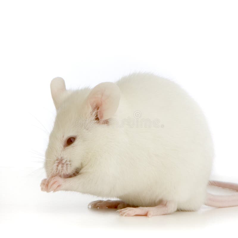 White Mouse Royalty Free Stock Photo Image 2331205