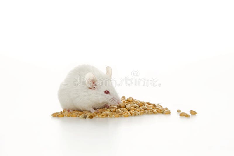 White mouse and corn.