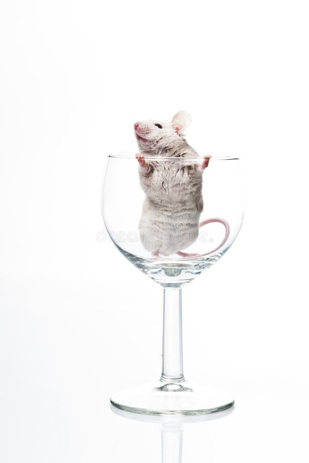 White mouse in glass