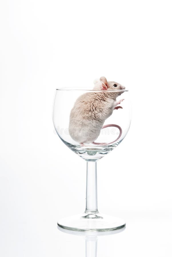 White mouse in glass