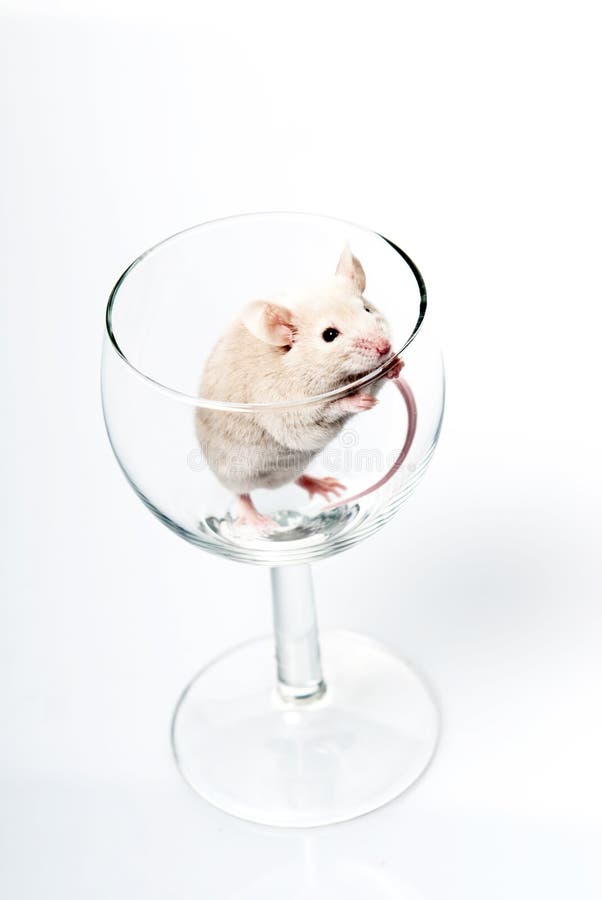 White mouse in glass