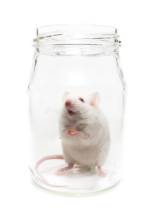Mouse in glass stock photo. Image of cute, isolated, nosy - 10117014