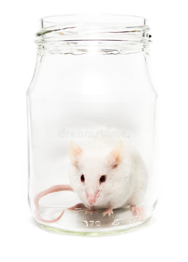 Mouse in glass stock photo. Image of cute, isolated, nosy - 10117014