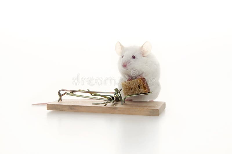 White mouse risking life.