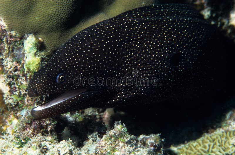 White Eye Moray Eel With Cleaner Pipe Fish Stock Image Image of