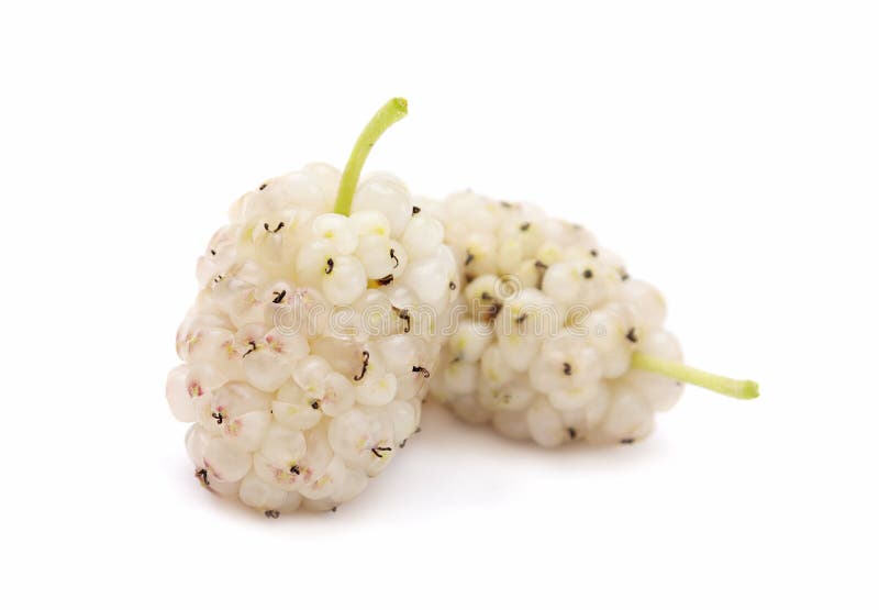 White mulberry stock photo. Image of white, natural, group 41830234