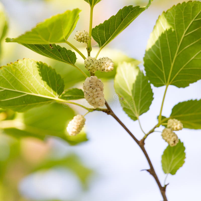 White Mulberry Tree Branch Stock Images Download 1,230 Royalty Free