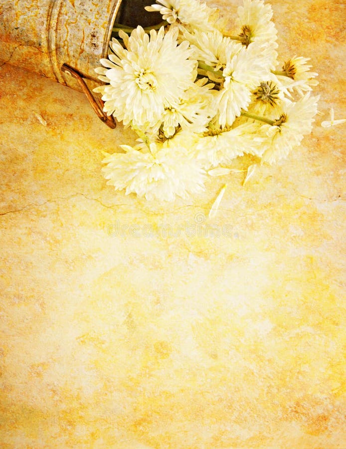 White mums on textured background royalty free stock photography