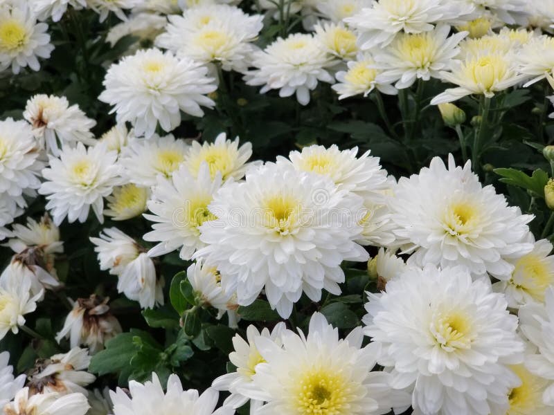 White Mums stock photo. Image of bloom, white, growing 101731680