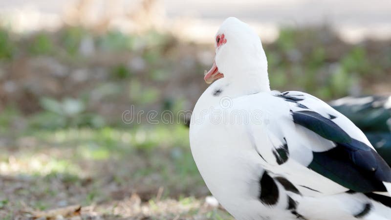 White muscovy duck with black spots on its wings and tail standing in the grass. The duck is looking to the left of the stock footage