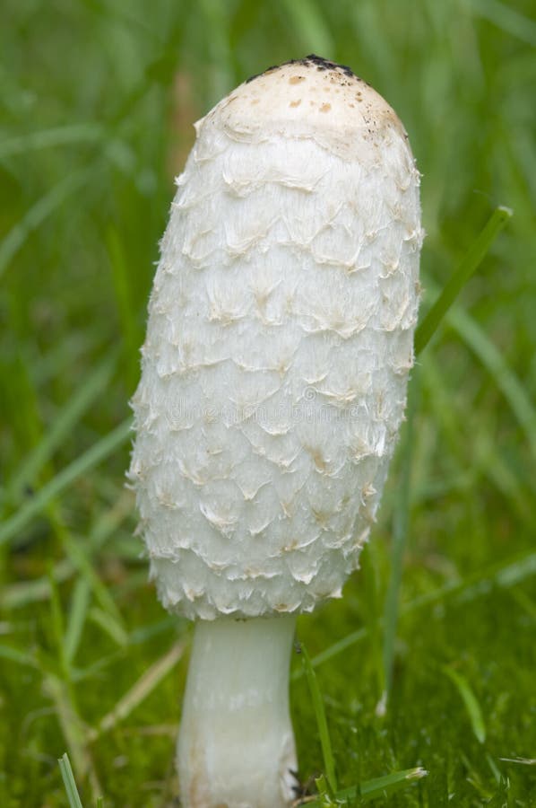 White Mushroom Or As It Is Called The Royal Mushroom That Grew In The Grass On The Ground Stock