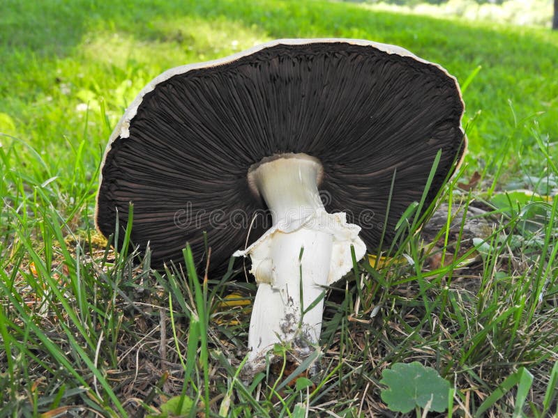 White Mushroom With Brown Gills Found In FingerLakes Stock Image