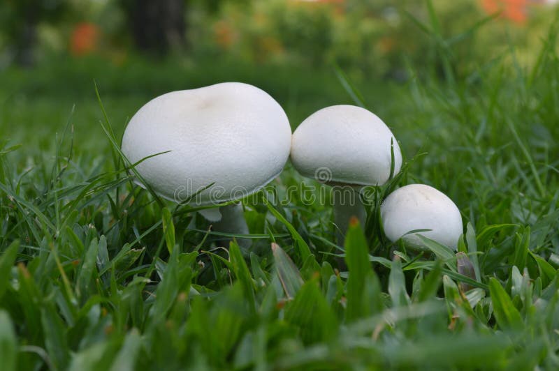 White Mushroom in Grass Lawn Stock Photo Image of spore, central