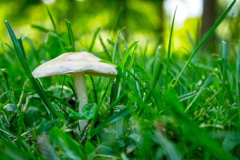 Small White Mushroom In Grass Stock Photo Image of fungus, plant 31780072