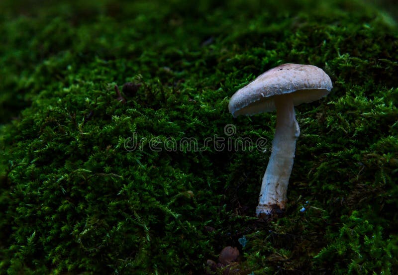 White mushroom green moss closeup