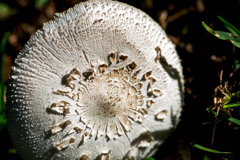 White Mushroom Growing in a Lawn Stock Image Image of grass, fungus
