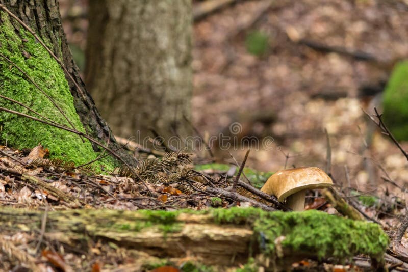 White Mushroom Under the Tree Stock Image Image of edible, grow