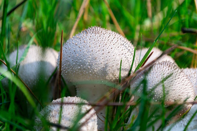 White Mushrooms with Brown Flecks Stock Photo Image of grow, moss