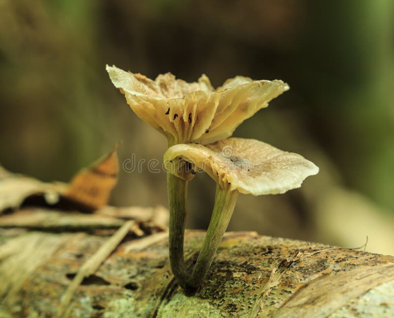 White mushrooms stock image. Image of environment, mushroom 60619491