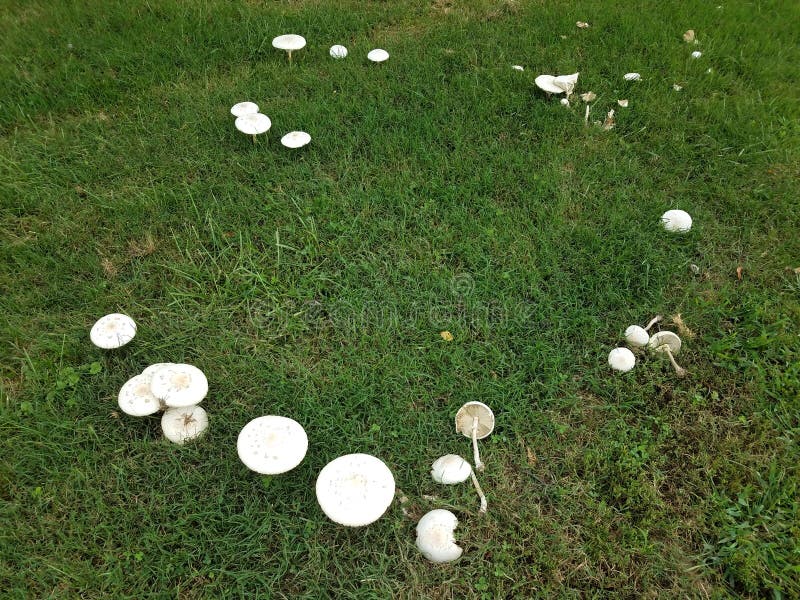 White Mushrooms Or Fungus In A Circle On Green Grass Stock Image