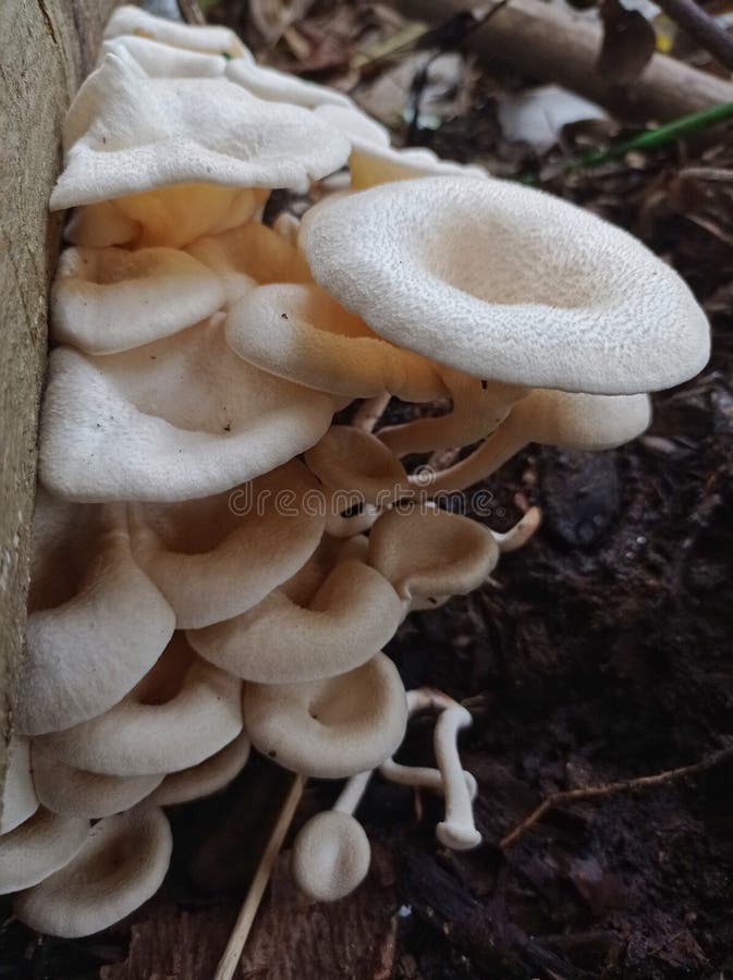 White Mushrooms Grow in Clusters beside the Tree Stock Image Image of food, moss 263471685