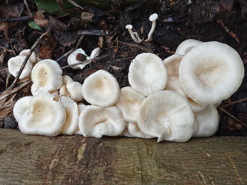 White Mushrooms Grow in Clusters beside the Tree Stock Image Image of outdoor, mushroom 263471697