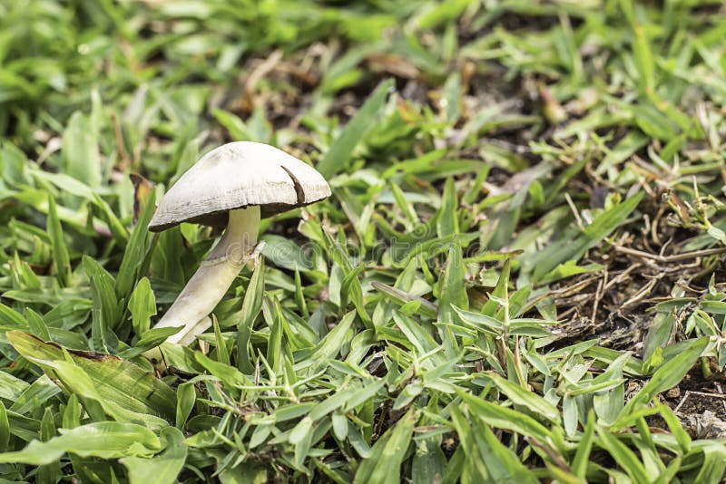 White Mushrooms on a Lawn in the Garden Stock Image Image of lawn