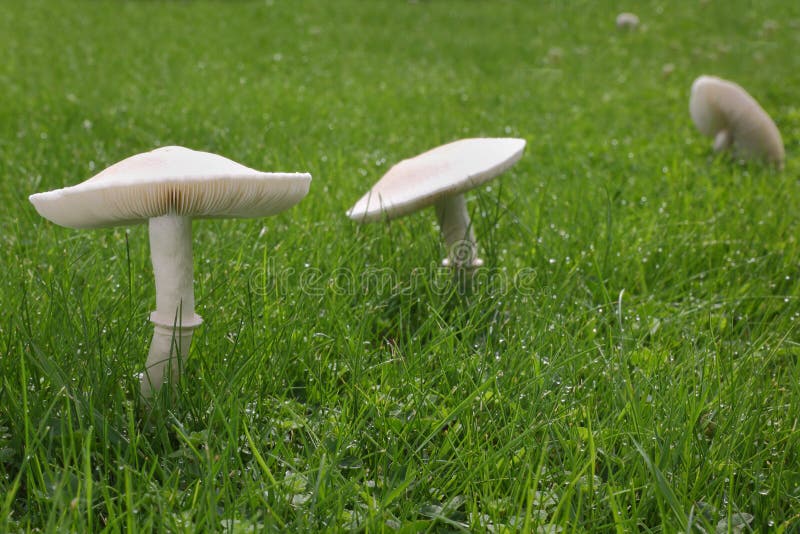 Colorado Mushroom Festival: a celebration of a kind! Times of India Travel