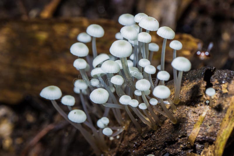 White Mushrooms in Tropical Zone Rainforest Stock Photo Image of