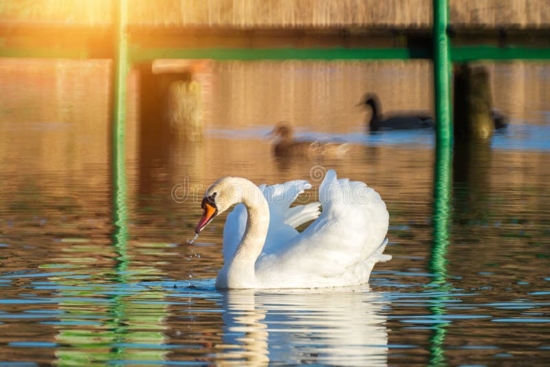 White mute swan in lake at sunset light stock photo White mute swan in lake at sunset light stock photo