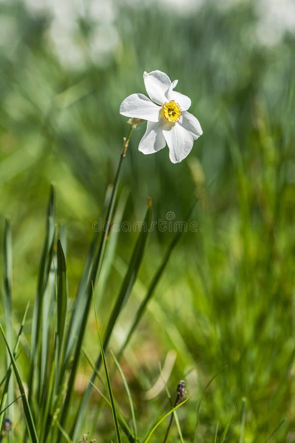 White narcissus , Arboretum Tesarske Mlynany, Slovakia