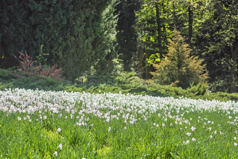 Bílý narcis, Arboretum Tesarske Mlynany, Slovensko