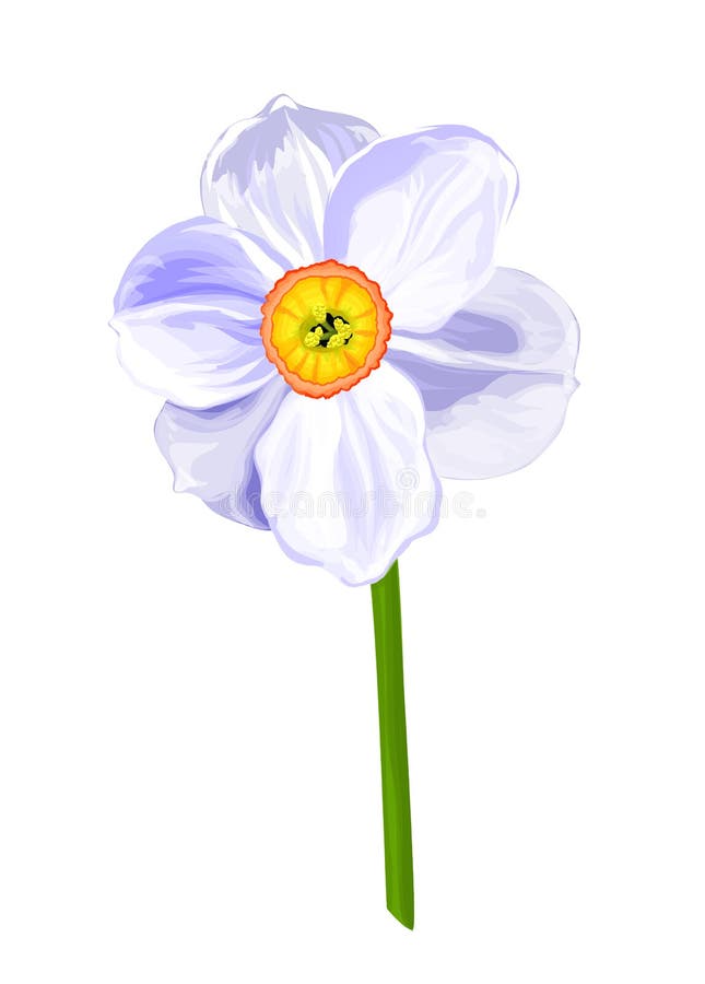 White Flower. Watercolor Botanical Illustration Stock Vector ...