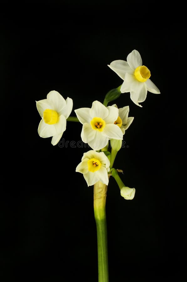 White Narcissus Flowers Against Black Stock Image Image of botany