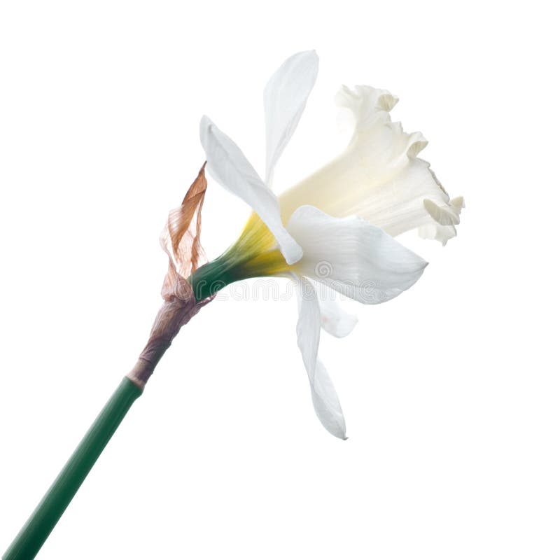 White narcissus isolated